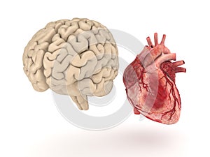 Human brain and heart on white background.
