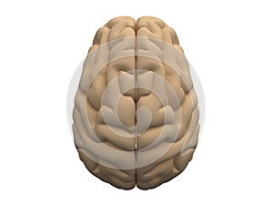 Human brain hemispheres