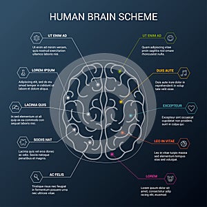 Human brain hemispheres. Illustration showing the structure of the human brain