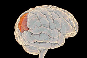 Human brain with highlighted angular gyrus