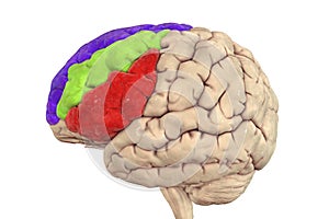 Human brain with highlighted frontal gyri