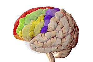 Human brain with highlighted frontal gyri