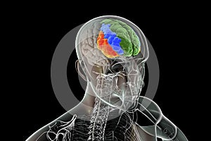 Human brain with highlighted frontal gyri