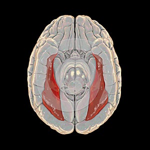 Human brain with highlighted fusiform gyrus