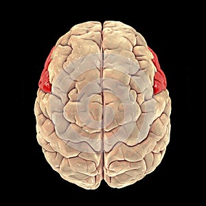 Human brain with highlighted inferior frontal gyrus