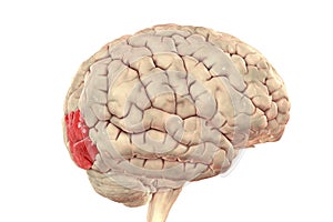 Human brain with highlighted lateral occipital gyrus photo