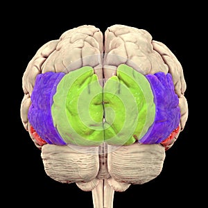 Human brain with highlighted occipital gyri