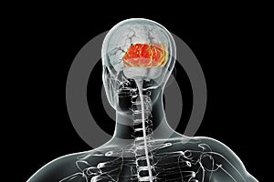 Human brain with highlighted occipital lobes