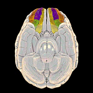 Human brain with highlighted orbital gyri