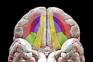 Human brain with highlighted orbital gyri