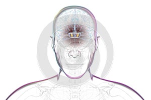 Human brain with highlighted substantia nigra, 3D illustration.