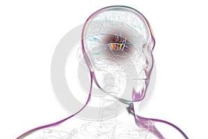 Human brain with highlighted substantia nigra, 3D illustration.