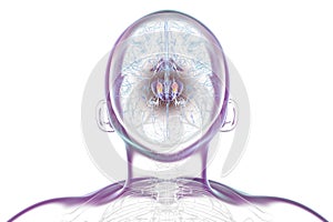 Human brain with highlighted substantia nigra, 3D illustration.