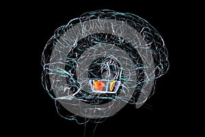 Human brain with highlighted substantia nigra, 3D illustration photo