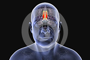 Human brain highlighting the cingulate gyrus, 3D illustration