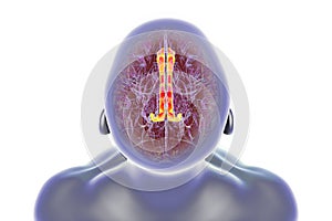 Human brain highlighting the cingulate gyrus, 3D illustration
