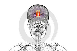 Human brain highlighting the cingulate gyrus, 3D illustration