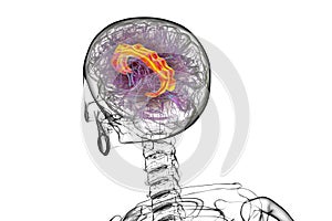 Human brain highlighting the cingulate gyrus, 3D illustration
