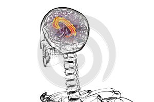 Human brain highlighting the cingulate gyrus, 3D illustration