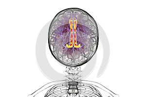 Human brain highlighting the cingulate gyrus, 3D illustration
