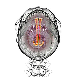 Human brain highlighting the cingulate gyrus, 3D illustration