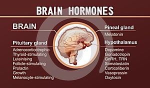 human brain hormones information poster