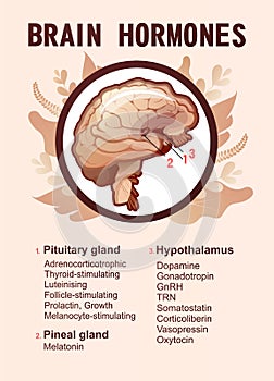 Human brain hormones information poster