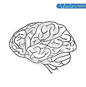 Human brain icon, vector illustration