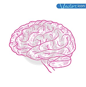 Human brain icon, vector illustration
