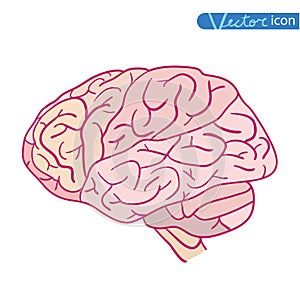 Human brain icon, vector illustration