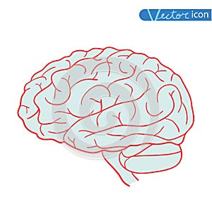 Human brain icon, vector illustration