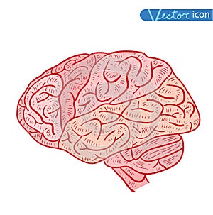 Human brain icon, vector illustration