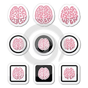 Human brain icons set - intelligence, creativity concept