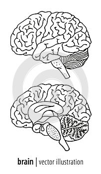 Human brain illustration, median section