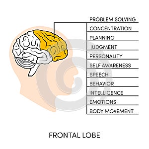 Human brain illustration