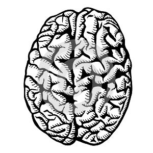 Human brain illustration