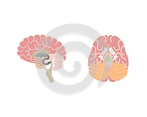 Human brain, internal organs anatomy body part nervous system photo