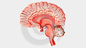 Human Brain Intersection
