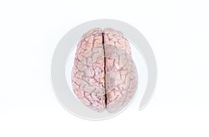 Human brain isolated on white