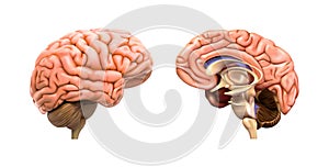 The human brain and its left hemisphere are separate.