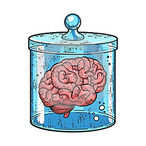 human brain jar color sketch vector illustration
