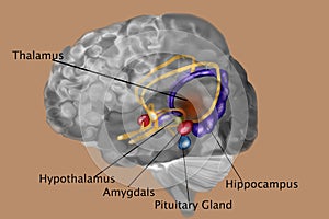 Human Brain With Labels