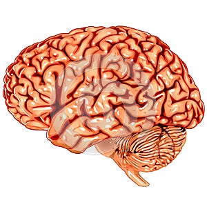 Human brain lateral view