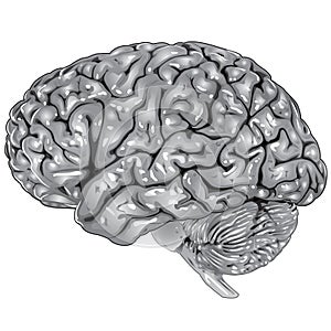 Human brain lateral view photo