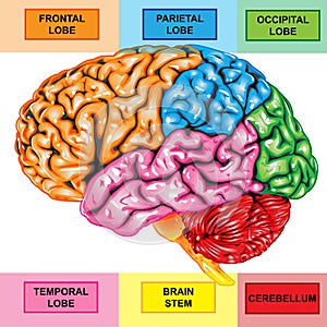 Human brain lateral view photo