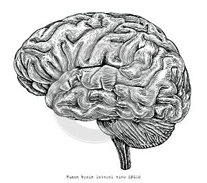 Human brain lateral view hand drawing vintage engraving illustration photo