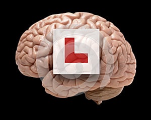 Human brain with learner sign