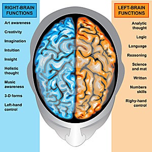 Human brain left and right functions