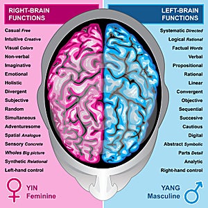 Človek mozog vľavo a právo funkcie 