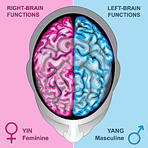 Human brain left and right functions photo